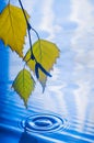 Leaves of birch over the water with ripples from the raindrops Royalty Free Stock Photo