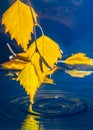 Leaves of birch over the water with ripples from the raindrops Royalty Free Stock Photo
