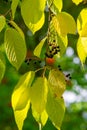 Leaves of bird cherry tree - in Latin Prunus maackii, also Padus maackii - in autumn sunny day, focus at the leaves, soft focus p