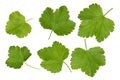 The leaves of black currant isolated on white background Royalty Free Stock Photo