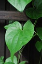 Leaves of a Black-eyed susan vine (Thunbergia alata) Royalty Free Stock Photo