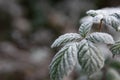 Leaves of a blackberry bush covered with ice crystals of hoarfrost on a winter morning. Concept of winter season or cold weather.