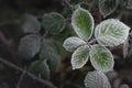 Leaves of a blackberry bush covered with ice crystals of hoarfrost on a winter morning. Winter season or cold weather. Top down.