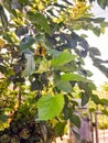 Leaves of blackberry fruit in the morning in clean sky