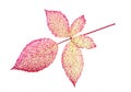 Leaves of blackberry isolated on a white background. Autumn leaf of blackberry. Red leaves