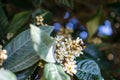 Leaves and flowers of nespolo giapponese Eriobotrya japonica