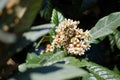 Leaves and flowers of nespolo giapponese Eriobotrya japonica