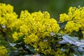 Leaves and blossom of Oregon-grape