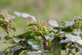 Leaves and blossom of Oregon-grape