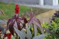 Leaves and blossoms of the poisonous castorbean (Ricinus communis)