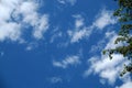 Leaves and Blue cloud filled sky background