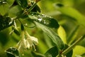 Leaves of blueberries and kamchatka berries are very similar, however, the latter have more hairs and are more meaty. The fruits a Royalty Free Stock Photo