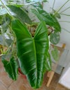 The leaves of the Blushing Philodendron houseplant are very beautiful with their green color