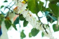 Leaves of the Bo tree in the temple with white flowers. Royalty Free Stock Photo