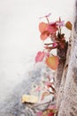 Leaves Bodhi Tree Royalty Free Stock Photo