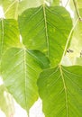 Leaves of Bodhi Tree