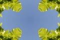 Leaves border background four sided corners blue green