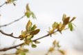 Leaves and bourgeons on the tree Royalty Free Stock Photo