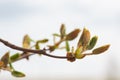 Leaves and bourgeons on the tree Royalty Free Stock Photo