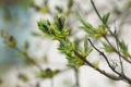 Leaves and bourgeons on the tree Royalty Free Stock Photo