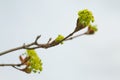 Leaves and bourgeons on the tree Royalty Free Stock Photo