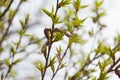 Leaves and bourgeons on the tree Royalty Free Stock Photo