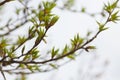 Leaves and bourgeons on the tree Royalty Free Stock Photo