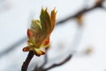 Leaves and bourgeons on the tree Royalty Free Stock Photo