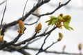 Leaves and bourgeons on the tree Royalty Free Stock Photo