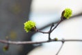 Leaves and bourgeons on the tree Royalty Free Stock Photo