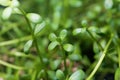 Leaves of brahmi herb, Bacopa monnieri Royalty Free Stock Photo