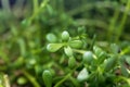 Leaves of brahmi herb, Bacopa monnieri