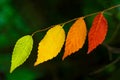 The leaves on the branch change from green to red. Autumn leave Royalty Free Stock Photo