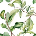 Leaves on branch fruit tree watercolor seamless pattern isolated on white. Foliage of citrus tree hand drawn. Bergamot Royalty Free Stock Photo