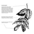 Leaves on the branch of highly detailed hand drawn