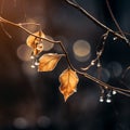 leaves on a branch with water droplets in the background Royalty Free Stock Photo