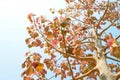 The leaves and branches of the Bodhi tree on sky