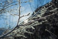 Leaves and branches in cold weather with frost Royalty Free Stock Photo