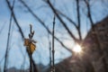 Leaves and branches in cold weather with frost Royalty Free Stock Photo