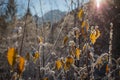 Leaves and branches in cold weather with frost Royalty Free Stock Photo