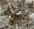 Leaves and branches in cold weather with frost and snow Royalty Free Stock Photo