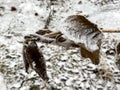 Leaves and branches in cold weather with frost and snow Royalty Free Stock Photo