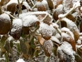 Leaves and branches in cold weather with frost and snow Royalty Free Stock Photo