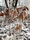 Leaves and branches in cold weather with frost and snow Royalty Free Stock Photo