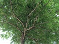 Tree canopy with branches Royalty Free Stock Photo