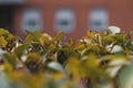 Leaves and branches of hedge in the foreground and three orange brick building windows out of focus in the background. House Royalty Free Stock Photo