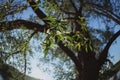 Leaves and branches of a large tree Willow against the blue sky. Bottom view Royalty Free Stock Photo