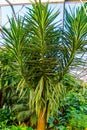 The leaves and branches of a song of india tree, popular exotic plant specie from Africa and India