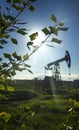 Leaves on the branches of a young aspen in sunlight against the backdrop of a defocused oil pump Royalty Free Stock Photo