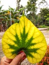 This is the leaves of Bratawali which is a traditional Indonesian medicinal plant. Taken on November 24, 2022, in Indonesia.